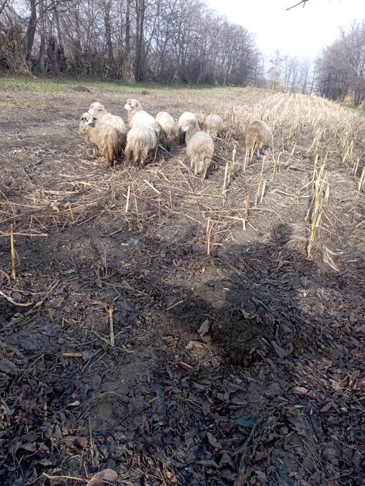 Vând mielute și berbecuți