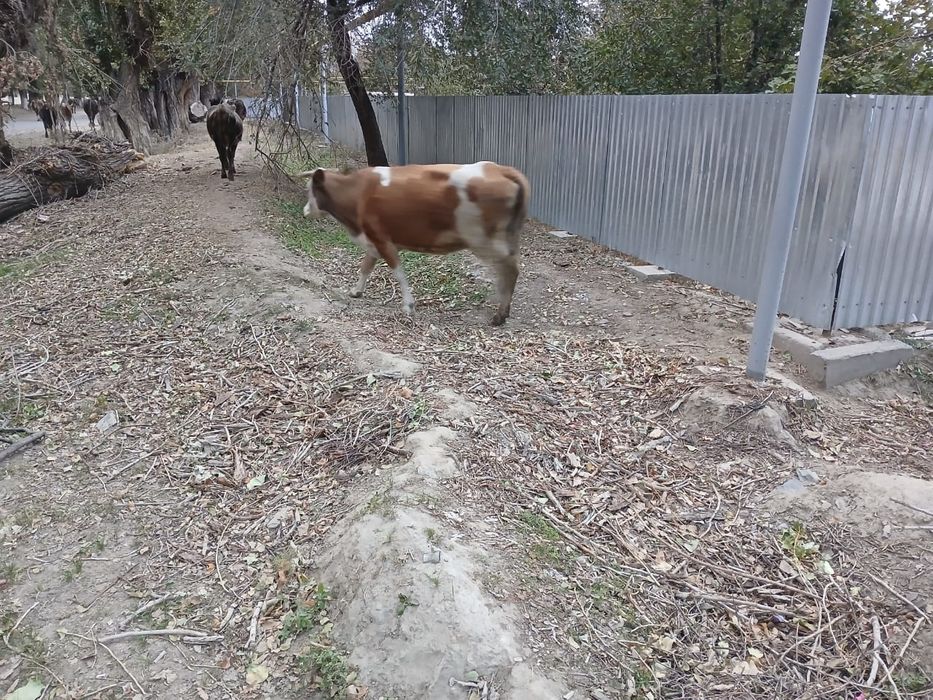 Продам стельную корову