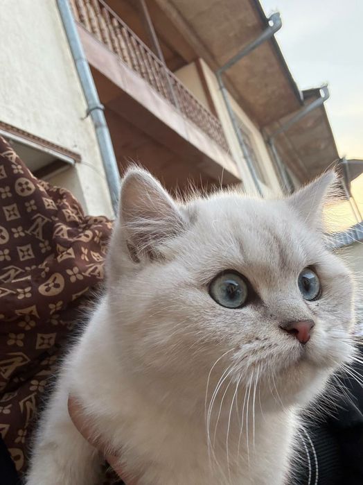 British Shorthair Chinchilla