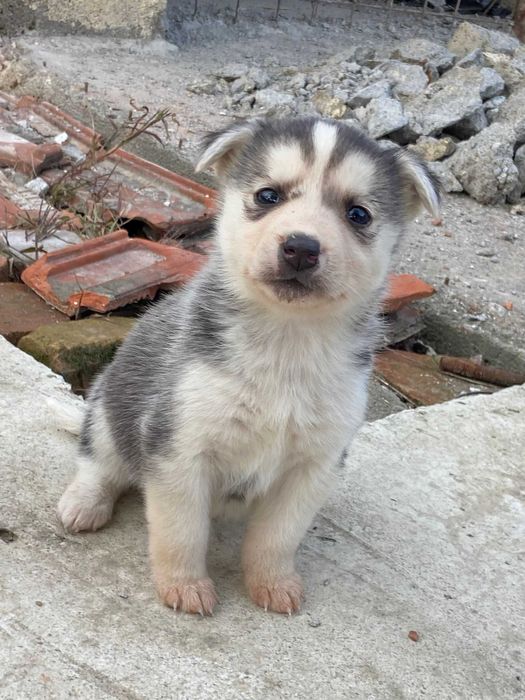 Donez căței, tatăl Husky, iar mama  o corcitură german cu caucazian.