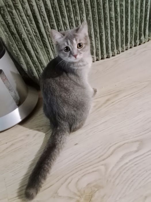 6 мес шотландские девочки