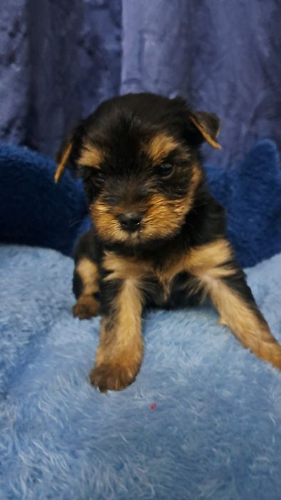 Продаю клубных щенков йорков