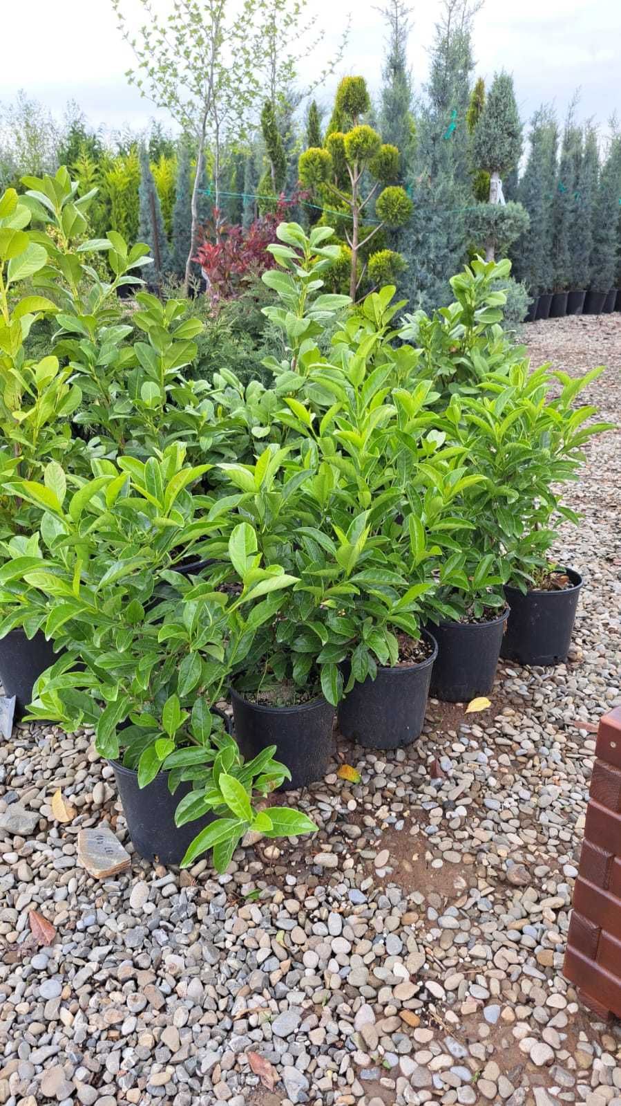 Mangolia Grandiflora Maslin Secular , Photinia RedRobin , PonPon