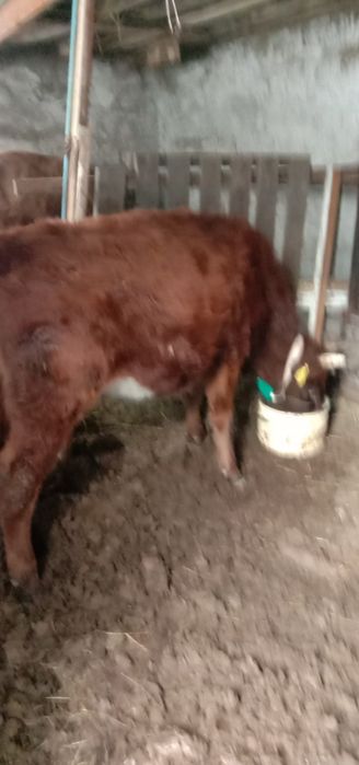 Продам 3-х тёлок