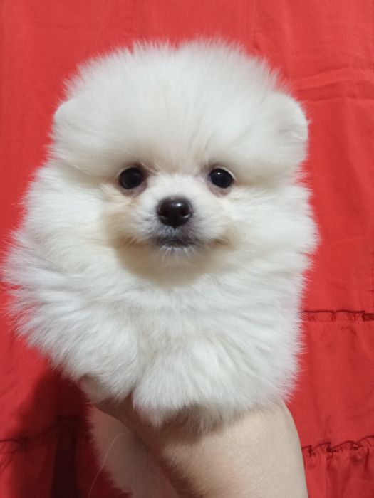 Щенки шпица разных окрасов