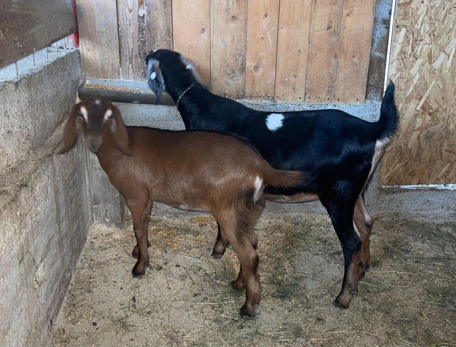 De vanazare iede anglonubian