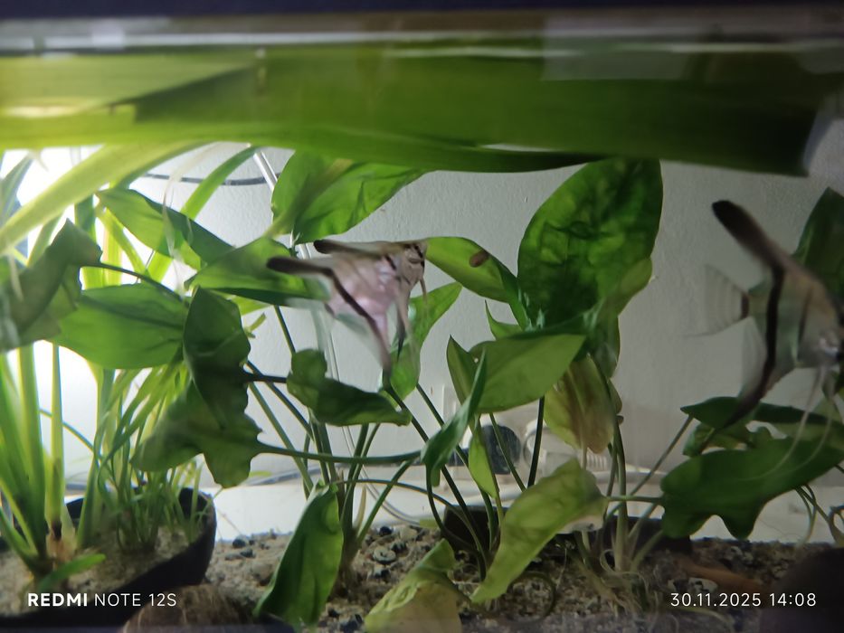 Vând scalari 20 lei Bucata