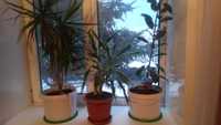 комнатные растения  по 1000