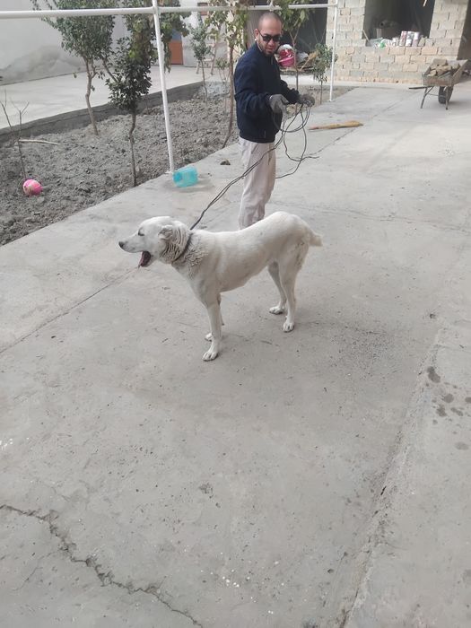 Собака сотилади. Кучук муфурушам. Ит сотилади