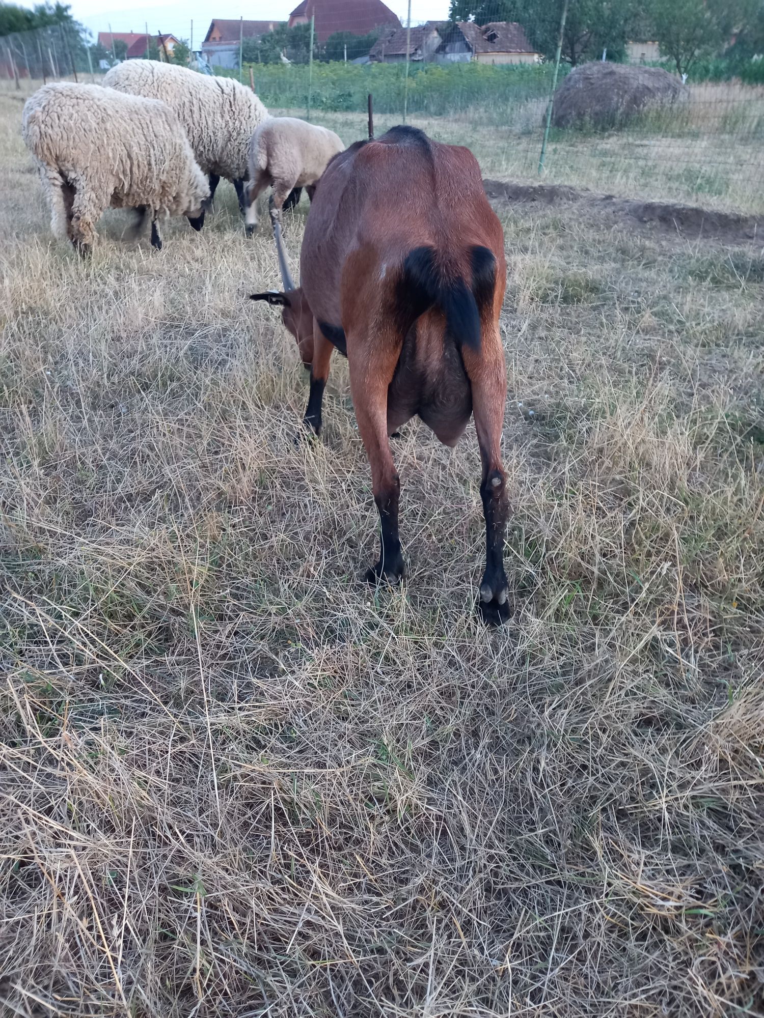 Vând capră alpină