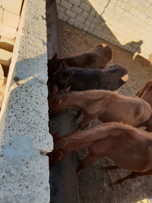 Жабағылар сатылады