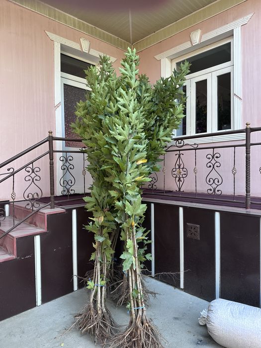 Чинор бор Chinor sotiladi