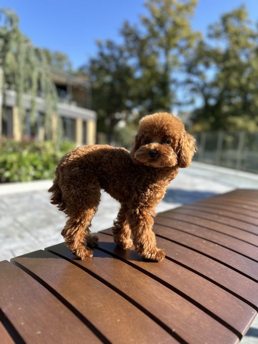 Пудел Той/Poodle Toy