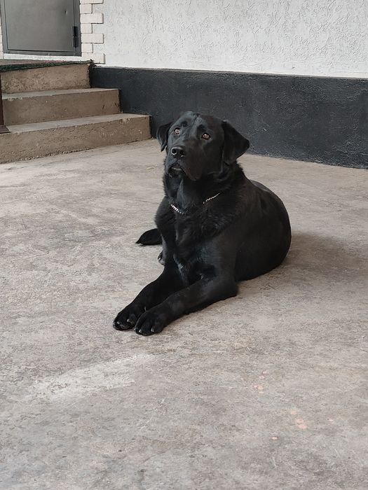 кобеля на вязку лабрадор ретривер