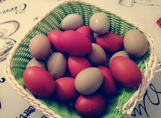 Oua găini de rasă Marans