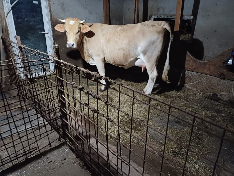 Vând o vacă sau  o juninca cu vițel la alegere!