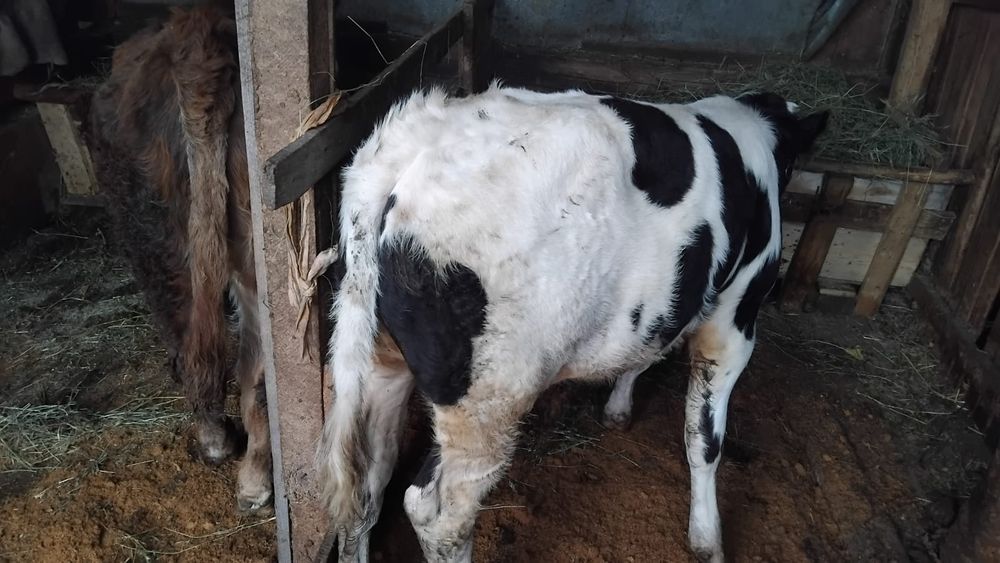 Vand 2 taurasi din minta artificiala