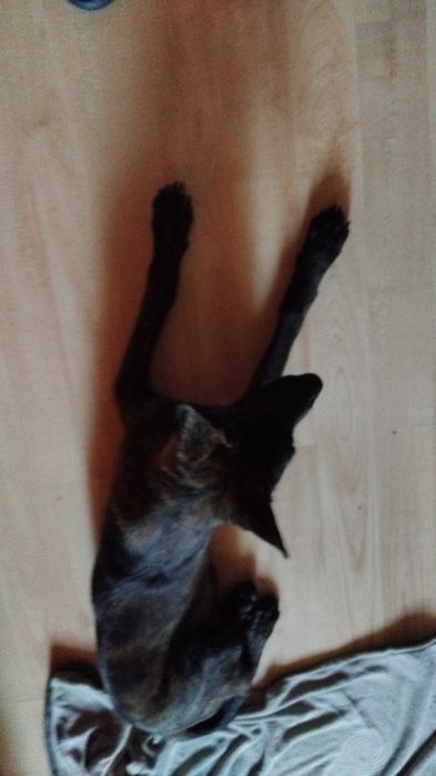 Vând un pui Ciobănesc German Negru