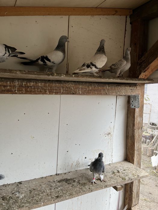 Porumbei deisponibili