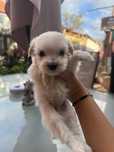 Bichon Maltez pui