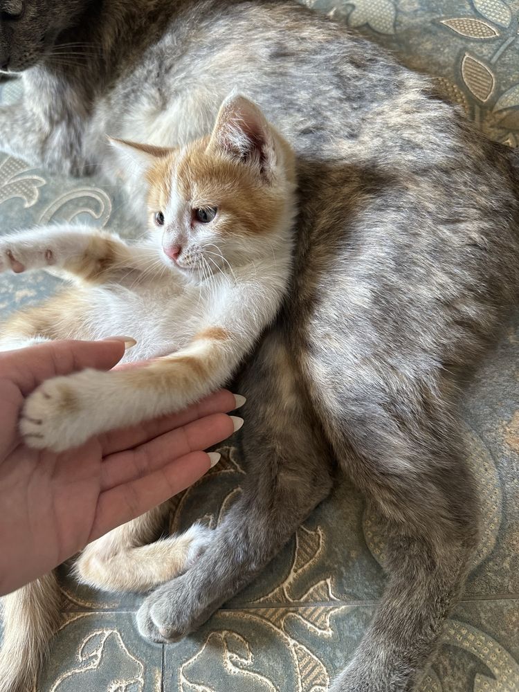 Отдам котят в хорошие руки