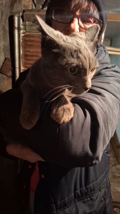 Отдам кошку в добрые руки!!!