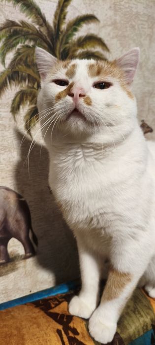 Подарява се красив млад котарак.