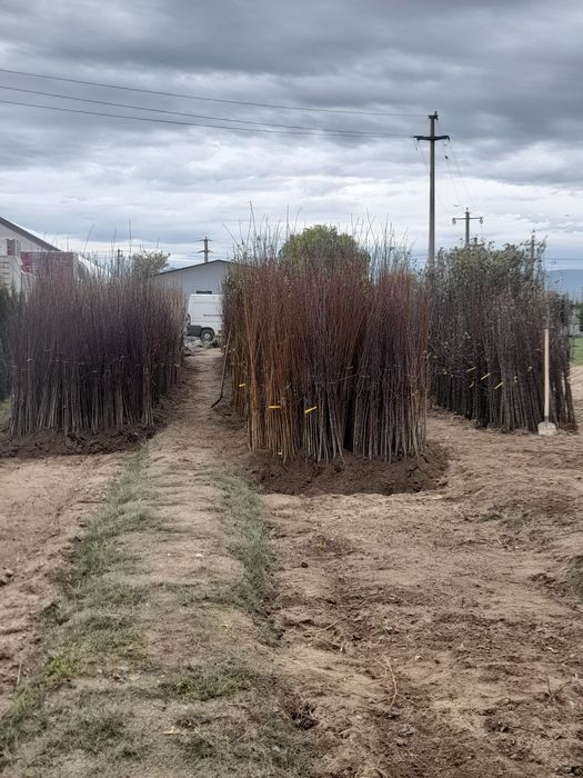 Vand pomi fructiferi