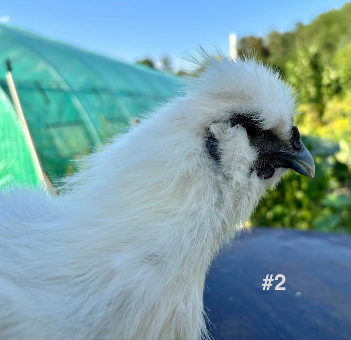 Cocosi tineri Matase Japoneza din Aprilie