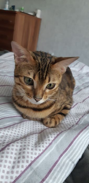 Бенгалка ищет жениха бенгала