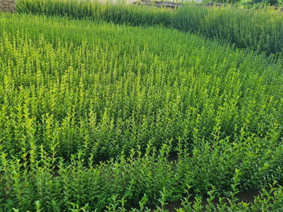 Лигуструм (Ligustrum Ovalifolium)