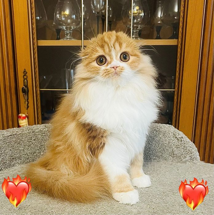 Роскошная породная шотландка !