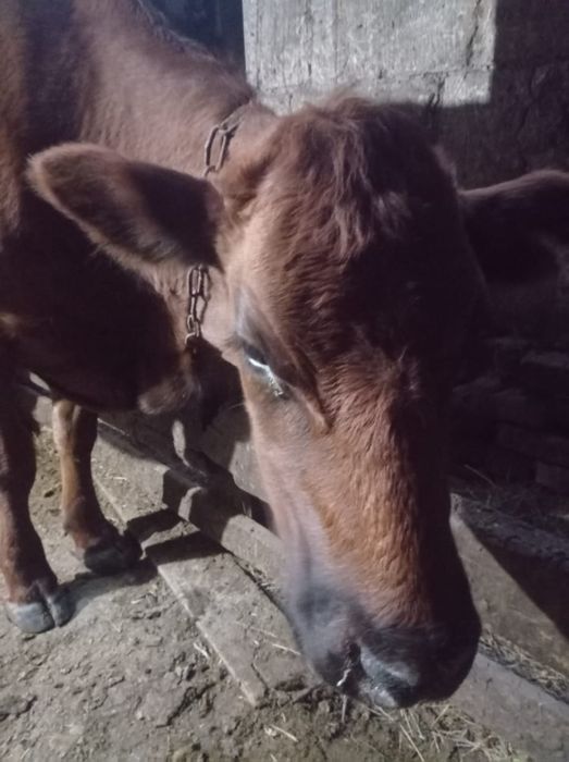 Продаётся корова