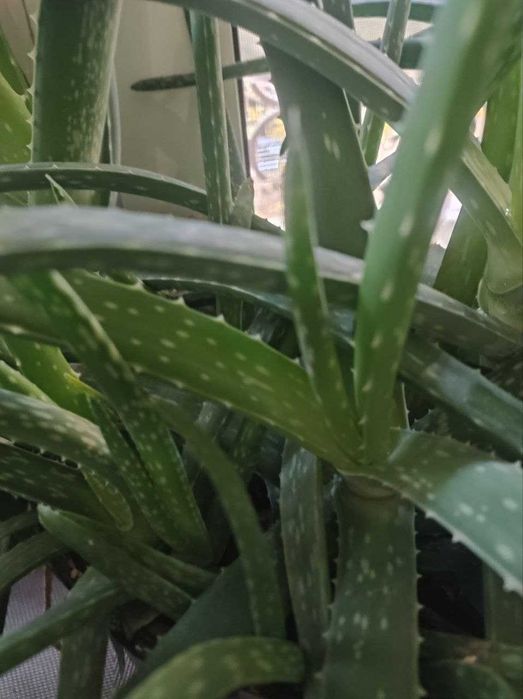 Алоэ Вера ростки