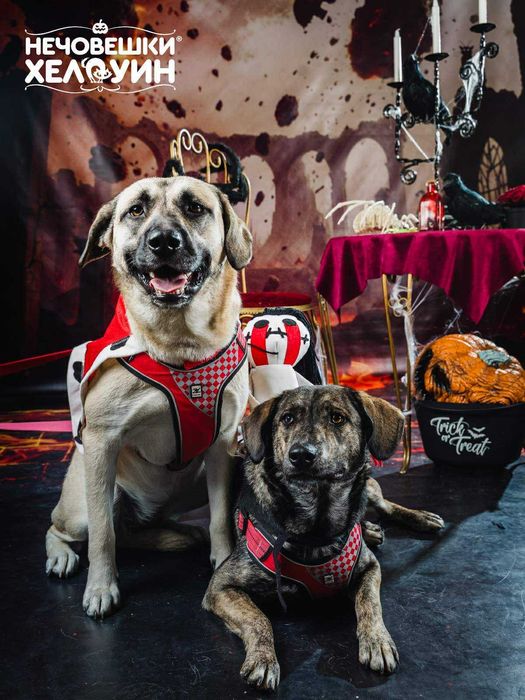 Подарявам младо женско куче