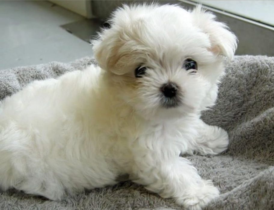 Bichon Maltez Fetiță
