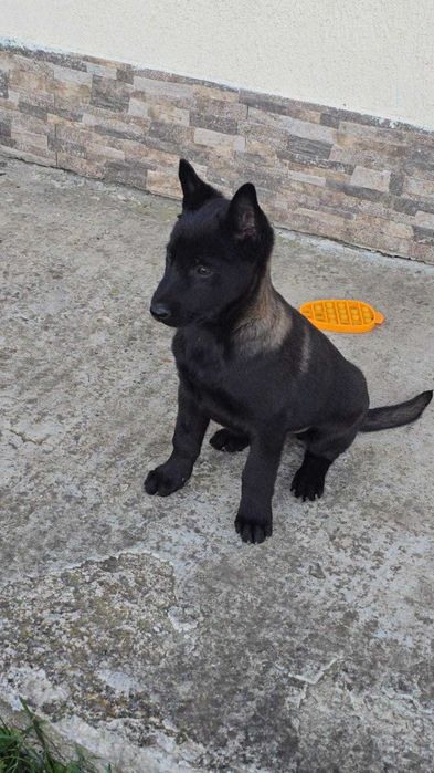 Ciobănesc Belgian Malinois