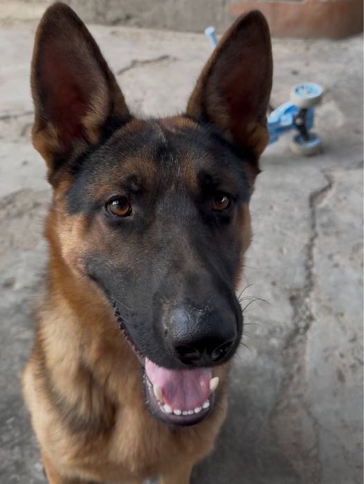 Ищет невеству немку