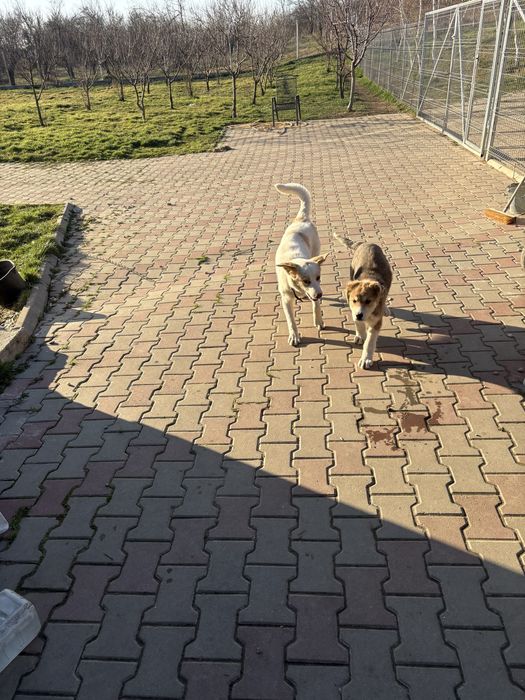 Asociația Monatel ofera spre adoptie catei deparazitați și vaccinați