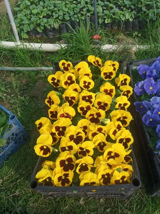 Viola hilmahil ranglardagi gullar