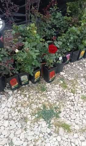 Gazon Rulou Sisteme de irigatii Tuia