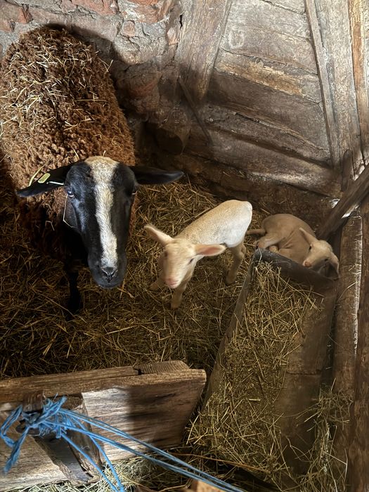 Vând 3 oi,una are 2 miei