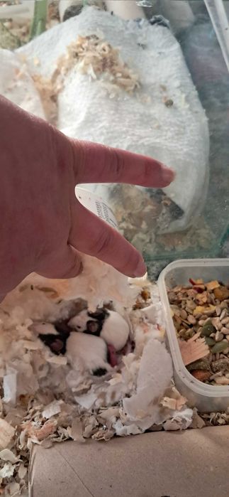 Продавам Мишки Панда