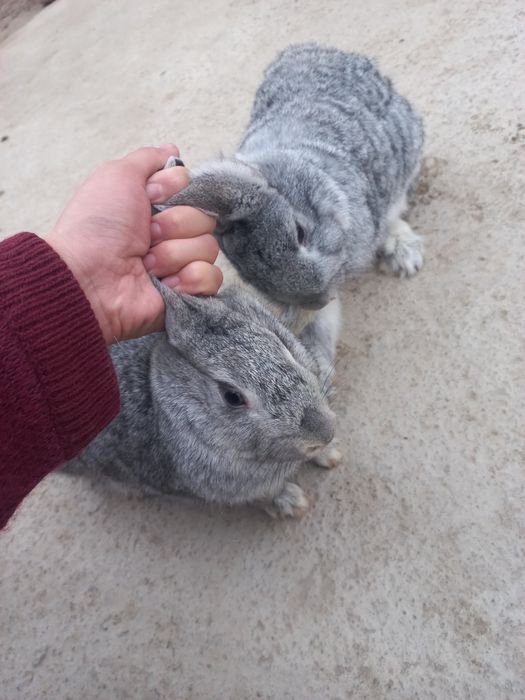 Uy quyonlari bejirim velikan