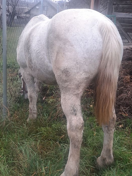 Vând  iapã de 8 ani  garantata de tras