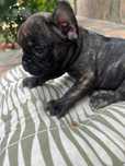 Fetița bulldog francez