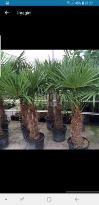 Vindem palmieri de mai multe dimensiuni ce rezistă la -20grade