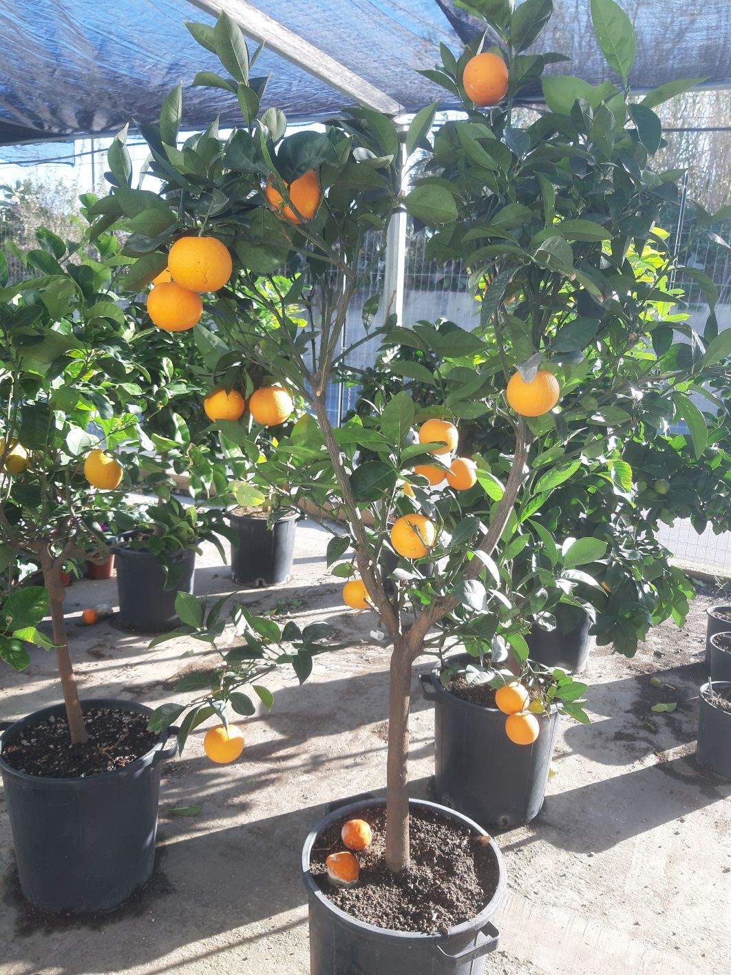 Lamai fructe pomi grapefruit porto lime