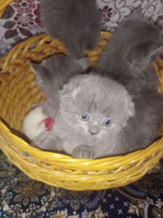 Котята Фолд и Страйт чистокровные