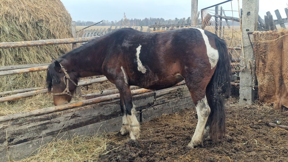 Продам согым. 2 қабыл, байтал и тайлар на выбор